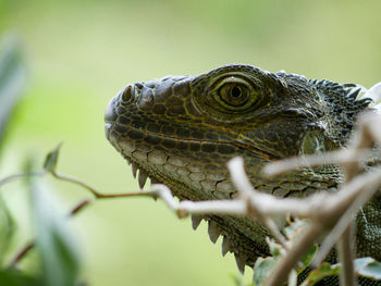 Close-up of a lizard