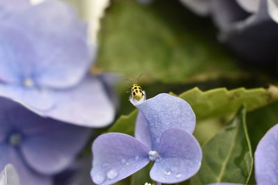 Close-up of bee pollinating on purple flower