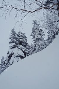 Low angle view of tree against clear sky during winter