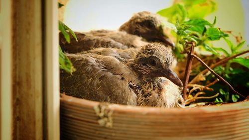 Close-up of birds in nest