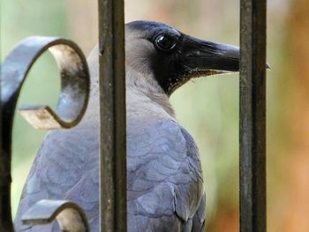 Close-up of crow seen through railing