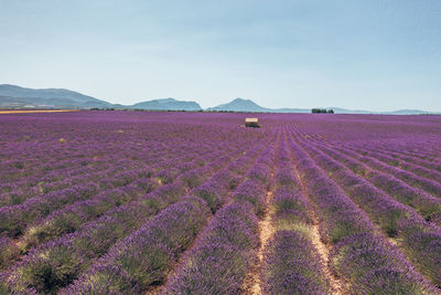 Scenic view of lavender field against sky