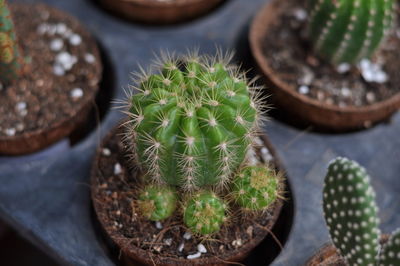 High angle view of succulent plant