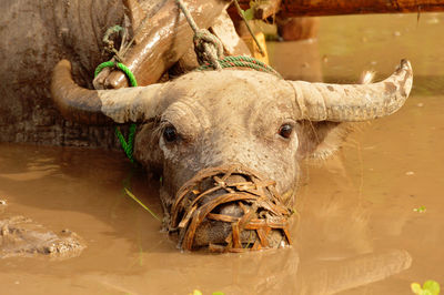 Portrait of a buffalo head soak in water