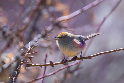 Close-up of bird perching on branch