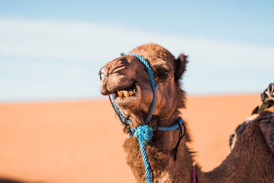 Close-up of camel outdoors