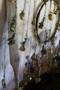 Close-up of dried hanging on tree trunk