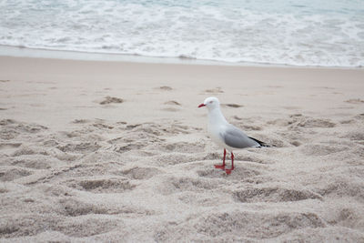 Seagull on beach