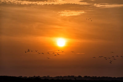 Flock of birds flying against sky during sunset