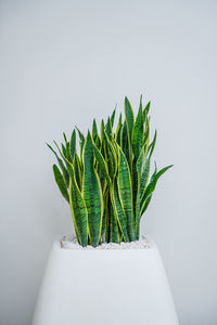 Close-up of potted plant on table against white background
