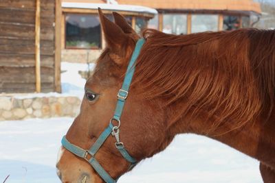 Close-up of horse