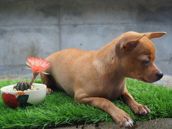 View of a dog looking away