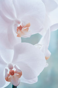 Close-up of white hibiscus blooming outdoors