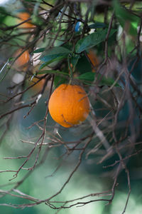 Close-up of orange fruit growing on tree