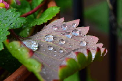 Close-up of wet plant leaves during rainy season