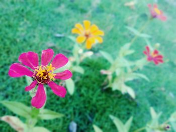 Close-up of honey bee on yellow flower