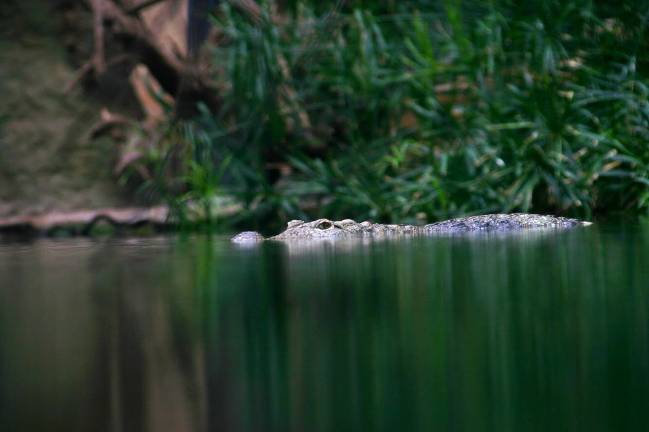 reflection, one animal, water, reptile, animals in the wild, alligator, animal wildlife, nature, day, animal themes, swimming, no people, outdoors, crocodile, swamp, lake, close-up