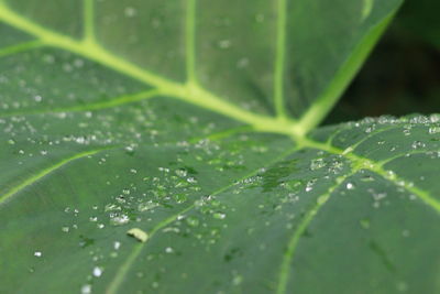 Close-up of raindrops on massive leaf 