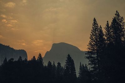 Silhouette trees in forest against sky at sunset