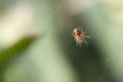 Close-up of spider on web