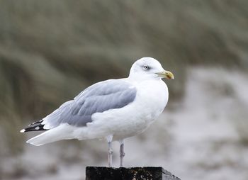 Silbermöwe, herring gull, larus argentus, sylt, germany