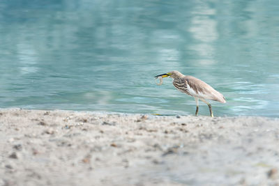 Heron on beach