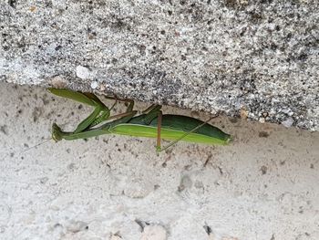 High angle view of lizard on sand