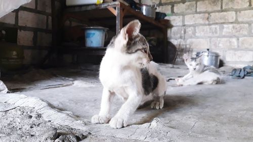 View of a cat looking away