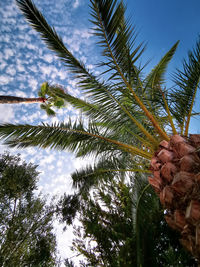 Low angle view of coconut palm tree against sky