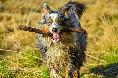 Dog running on field