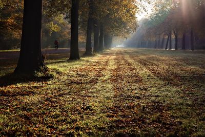 Trees in park during autumn
