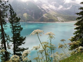 Scenic view of lake by trees in forest