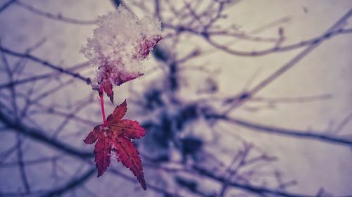 Close-up of frozen flower on tree during autumn