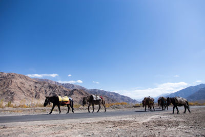 Horses in desert against sky