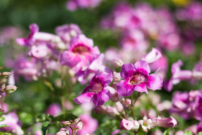 Close-up of pink flowering plant