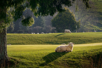 Sheep grazing in a field