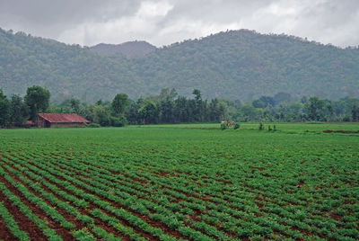 Scenic view of field against sky