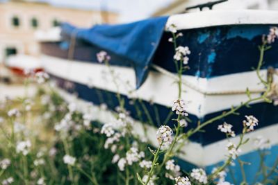 Close-up of boat against blurred background