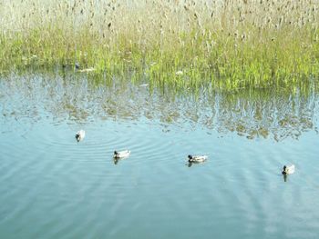 Ducks swimming in lake