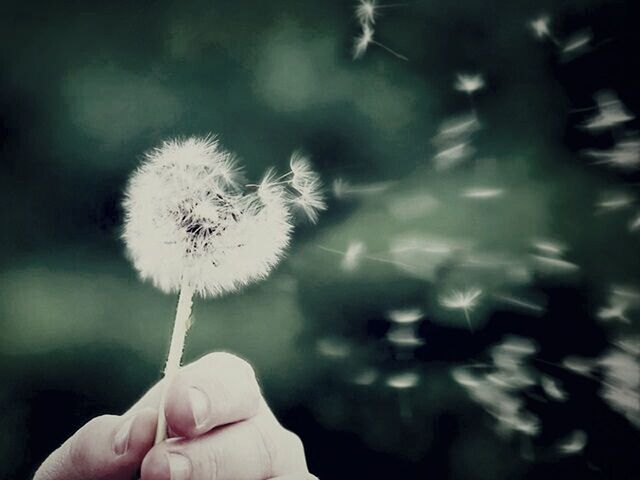 person, holding, part of, human finger, cropped, dandelion, focus on foreground, close-up, unrecognizable person, flower, freshness, personal perspective, fragility, white color, stem, lifestyles, flower head