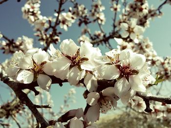 Close-up of cherry blossom growing on tree