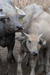 Sheep standing in a field