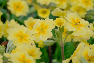 Close-up of yellow flower