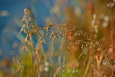 Close-up of wet plants on field