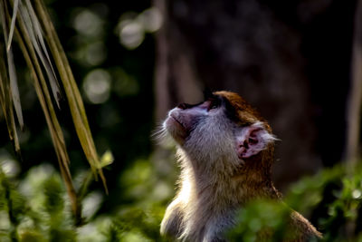 Close-up of a dog looking away