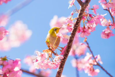 Low angle view of bird perching on tree against sky