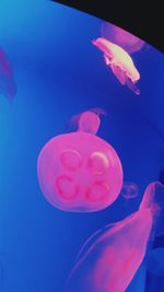 Close-up of jellyfish swimming in water