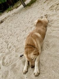 High angle view of a dog on sand