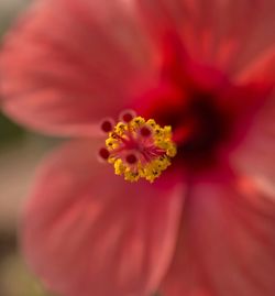 Close-up of red flower