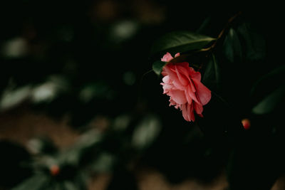 Close-up of pink rose flower